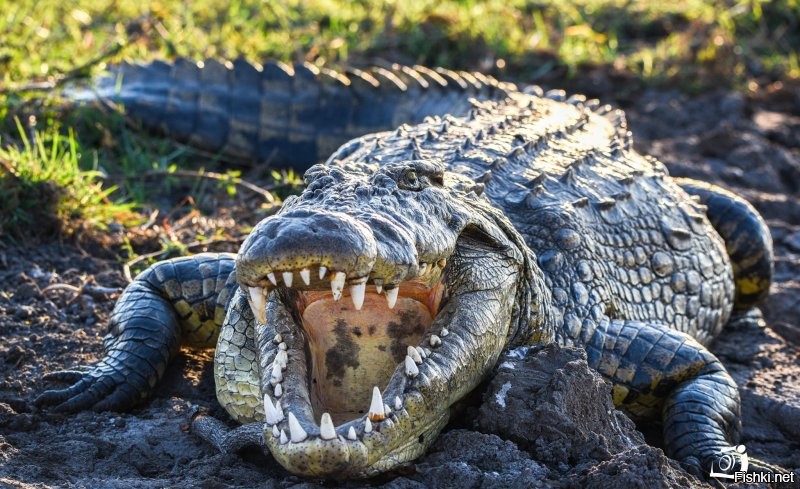 Фуф,  уже тяжко как-то читать такое. Наверное, либо школьник текст писал, либо человек который палеонтологию знает только по к\ф Парк Юрского Периода.
Динозавры вымирали почти сотню миллионов лет (приматы ещё даже столько не существуют). И метеоритом их убить всех, ну прям возможно только в том случае, если он будет достаточно большой.. но тогда б и все другие виды вымерли, включая бактерии. А планета бы напоминала шарик из лавы.
А причина вымирания динозавров - это мы, точнее наши далёкие-далёкие теплокровные предки, похожие на бурундуков или енотов. Мы заняли экологическую нишу, и принялись усердно тырить у динозавров яйца, разрушая гнёзда.. и поймать наших предков было сложновато, они ж мелкие и юркие. Поэтому крупные особи рептилий вынуждены были сниматься и уходить с сытных пастбищ в поисках мест, где  этих пронырливых хорьков поменьше. Соответственно кормовая база уменьшалась - уменьшалось поголовье, а ещё самки динозавров, не откладывали яйца пока они мигрируют, или находятся в стрессовой ситуации, от чего скорлупа твердеет, и не всегда детенышу удаётся проломить её изнутри, о чём свидетельствуют находки  этих самых яиц с более толстым внешним слоем. Попробуй тут нести яйца, когда кругом бегают эти разбойники и так и норовят притырить всё что плохо лежит. Итак, год за годом, тысячелетие за тысячелетием, миллион за миллионом лет, мы теснили крупную фауну динозавров из самых благоприятных мест, и сами там расселялись. А динозавры, кто смог - адаптировались к новым условиям, и сейчас живут среди нас, просто мы не особо их замечаем, так как они нам привычны.
Метеорит конечно мог натворить делов, и привести к существенным проблемам популяции, но опять таки, динозавры по всей Земле тусовались, и один метеорит, даже такой, который бы разбудил сотни вулканов - не смог бы так навредить исключительно конкретному виду. А по раскопкам и слоями, в целом определены все массовые вымирания, и видно как миллионами лет сокращалось кол-во динозавров, менялись их виды и места обитания. Это просто эволюция и доминирование одних животных над другими.
Мы убили динозавров, поэтому сейчас мы тут.
Кому интересней подробнее,  гуглите на ютьюбе лекции Дробышевского и Попова.