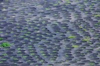 Виноградникт острова Лансароте.