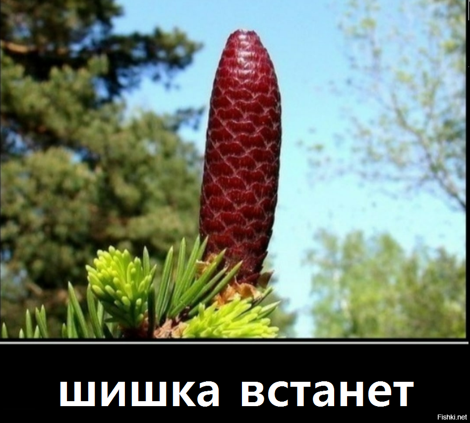 Шишка встала фото