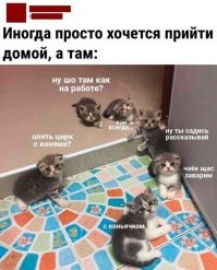А, можно, всю эту "котобратию", загрузить в мою супругу?