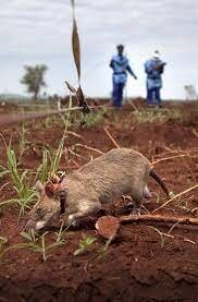 Давно уже в качестве деминеров используют