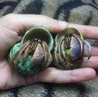 Отшельник видимо, хотя может быть и краб