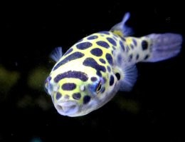 тетрадон. у меня такой в аквасе живёт. стёбные рыбки