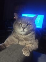 20 мурлык, которые выиграли конкурс на самую смешную морду