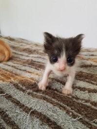 20 мурлык, которые выиграли конкурс на самую смешную морду