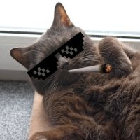 20 мурлык, которые выиграли конкурс на самую смешную морду