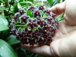 Это бутоны. А вообще хойя очень красивая и разная.