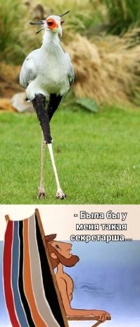15 любопытных фотографий занимательных редкостей