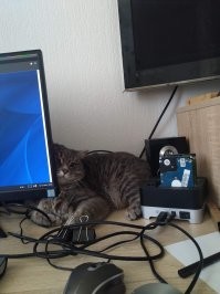 Компы и Котики (осторожно баяны)