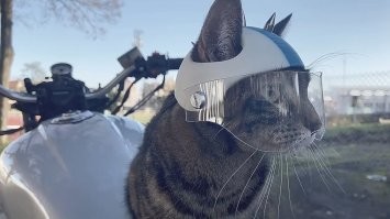 Вот кот настоящий байкер.