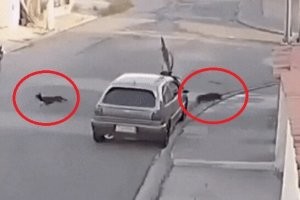 А чё? Мы не при делах!