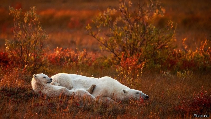 Белые медведи живут не только на Северном полюсе...
