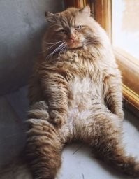 Тимон -