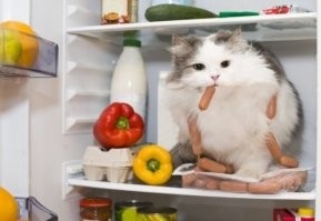 После открытия дверцы...