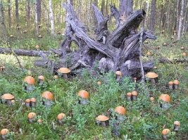 25 щедрых даров природы для тех, кто полагается не только на супермаркет