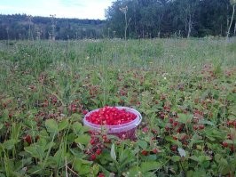 25 щедрых даров природы для тех, кто полагается не только на супермаркет