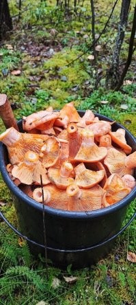 ну и пусть не верят..)) картинка мне нравится...
и эти рыжики сам собирал..