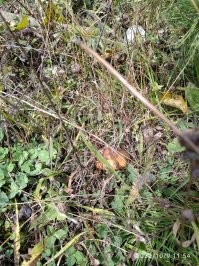 неделю назад в Архызе с горы вдоль канаток спускались с горы с подругой. буквально полчаса собирали, время поджимало