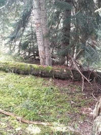 неделю назад в Архызе с горы вдоль канаток спускались с горы с подругой. буквально полчаса собирали, время поджимало