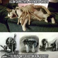 Краб чуть не утопил орлана, пытавшегося его съесть