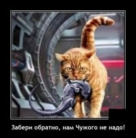 Краб чуть не утопил орлана, пытавшегося его съесть