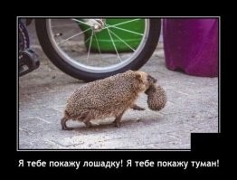 Смешные и познавательные картинки