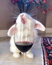 20+ фото кроликов, которые не такие милые и пушистые, как кажется