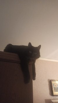 Черные коты приносят несчастье только глупым и суеверным людям. 
Вот мой комочек счастья и темной материи.