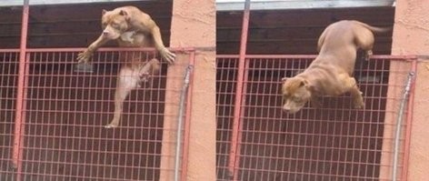 Как жалко что там не такой пёс был, с удовольствием посмотрел как он рвёт эту козлину на части