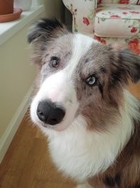 У меня не такой и редкий пёс (бордер колли), но за то глаза красивые.