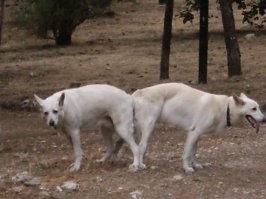 Подборка автомобильных приколов