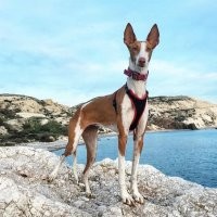 Поденко ибиценко (исп. podenco ibicenco), или ивисская борзая, или ибизан