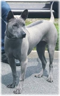 Ксоло однажды видела. Просто невероятно элегантная и аристократичная! Умница. Дала себя погладить по слову хозяйки и эдак позволила)) поглядывая с высокомерием. Необычная красота. А вот с тайским риджбеком встречались регуляно на море, когда я со своими пёськами гуляла. Молодой серебристый красавчик. Очень энергичный и компанейский. Такая интересная особенность у породы- на спине по линии хребта их короткая, плотная шерсть растёт в обратную сторону. Очень необычно и мило смотрится. Собака очень красивая и умная. Только редкая. Хозяева говорили что у нас в области этих собак всего с десяток тогда было и они все их питомцу родственники. Потому невестушку ему аж в Нидерландах нашли. При всей своей редкости и аристократичности, сам пёс очень милый, дружелюбный весёлый.