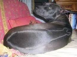 Ксоло однажды видела. Просто невероятно элегантная и аристократичная! Умница. Дала себя погладить по слову хозяйки и эдак позволила)) поглядывая с высокомерием. Необычная красота. А вот с тайским риджбеком встречались регуляно на море, когда я со своими пёськами гуляла. Молодой серебристый красавчик. Очень энергичный и компанейский. Такая интересная особенность у породы- на спине по линии хребта их короткая, плотная шерсть растёт в обратную сторону. Очень необычно и мило смотрится. Собака очень красивая и умная. Только редкая. Хозяева говорили что у нас в области этих собак всего с десяток тогда было и они все их питомцу родственники. Потому невестушку ему аж в Нидерландах нашли. При всей своей редкости и аристократичности, сам пёс очень милый, дружелюбный весёлый.