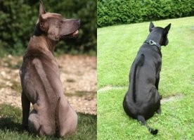 Ксоло однажды видела. Просто невероятно элегантная и аристократичная! Умница. Дала себя погладить по слову хозяйки и эдак позволила)) поглядывая с высокомерием. Необычная красота. А вот с тайским риджбеком встречались регуляно на море, когда я со своими пёськами гуляла. Молодой серебристый красавчик. Очень энергичный и компанейский. Такая интересная особенность у породы- на спине по линии хребта их короткая, плотная шерсть растёт в обратную сторону. Очень необычно и мило смотрится. Собака очень красивая и умная. Только редкая. Хозяева говорили что у нас в области этих собак всего с десяток тогда было и они все их питомцу родственники. Потому невестушку ему аж в Нидерландах нашли. При всей своей редкости и аристократичности, сам пёс очень милый, дружелюбный весёлый.