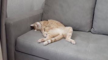 Я своего кота у собак отбил. Ему пару месяцев было. Шрам на бедре и 4 укола от бешенства). Здоровая дворняга меня шарахнула. Потом кошака лечил. Он в амбулатории у меня лежал).. Сейчас эта рыжая морда мой лучший друг)))