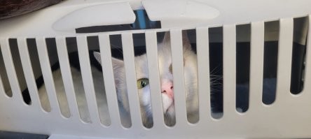 Забавно, на мою очень похожа. Только моя, когда ее з.а.е.б.ы.в.а.ю.т., сама идет на балкон, отодвигает переноску от стенки и ныкается в ней.