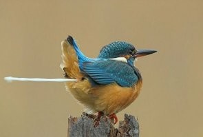 20+ странных и смешных птиц, которых сфоткали в нужный момент