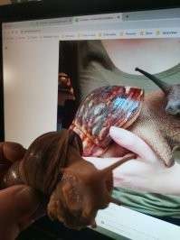 Вот, у нас живёт: