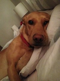 Увидев такую картину с утра - день пройдет в превосходном настроении))