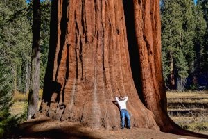 Чего то с секвойей поскромничали.