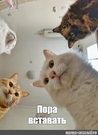 Голубю Наташе лучше вообще не просыпаться