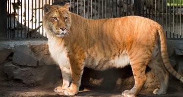 это - лигр. люди скрестили льва и тигра. казалось бы - нафига? ))))