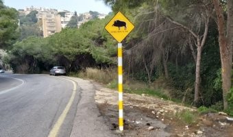 Хайфа- Израиль. Из за нашествия в городе диких кабанов, которые людей вообще не боятся , переворачивают мусорные баки  и иногда нападают на людей и домашних животных , короче ведут себя по-свински, вывесили на многих улицах такие знаки: