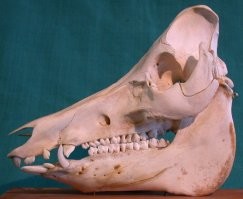 Нижняя челюсть абсолютно другая