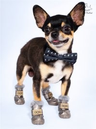 Да ладно возмущаться вам.Одежда для кошек и собак вас не смущает?Лошади не люди что ли?