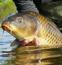 С коих он голый?