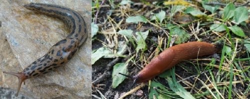 Бля, меня вот эта гадость одолела, поэтому отношение к таким отрицательное!