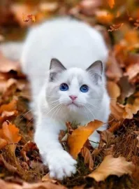 Вот это клёво))