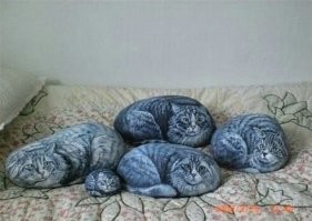 Так и это не котики.